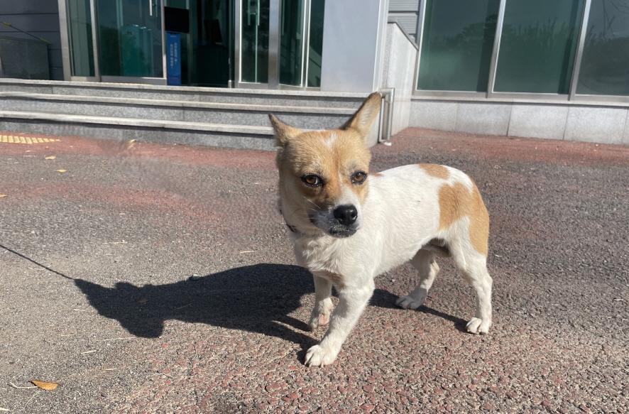 사천시 동물보호센터_448534202401037